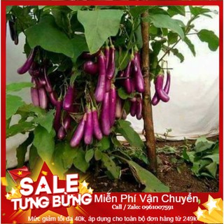Hạt Giống Cà Tím Dài F1 - 200 Hạt