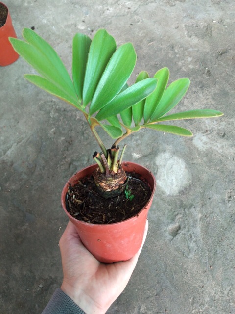 THIÊN TUẾ MÊXICO