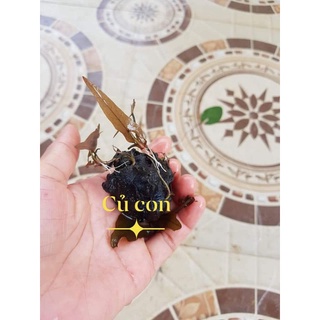 Combo 3 củ súng ta màu hồng ạ.