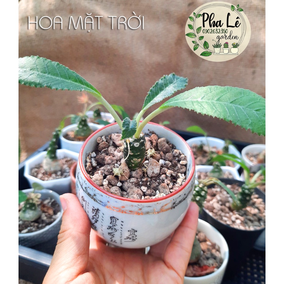 CÂY HOA MẶT TRỜI THÂN CỦ