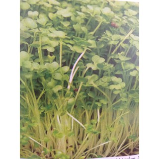1KG Hạt Giống Rau Mầm Cải Bẹ Xanh (| Z24*W21)