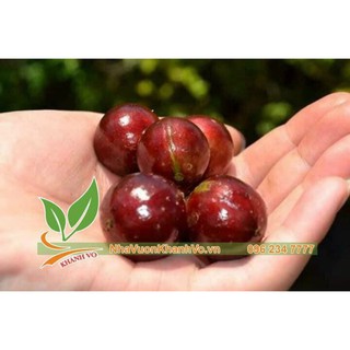 Hạt giống nho thân gỗ đỏ  12 vụ
