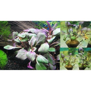 2 Chậu Cây thủy sinh Hồng Ba Tiêu cho bể cá cảnh , bể thủy sinh