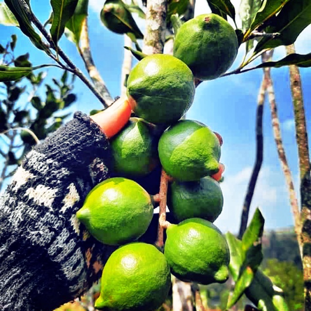 MACADAMIA VIỆT NAM