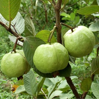 CÂY GIỐNG ỔI NỮ HOÀNG CHUẨN F1 QUẢ TO ĂN NGON DỄ TRỒNG - CÂY ỔI NỮ HOÀNG GIỐNG - CÂY THẬT NHƯ ẢNH 2 - Green