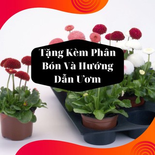 Combo 2 Gói Hạt Giống Hoa Cúc Anh Mix