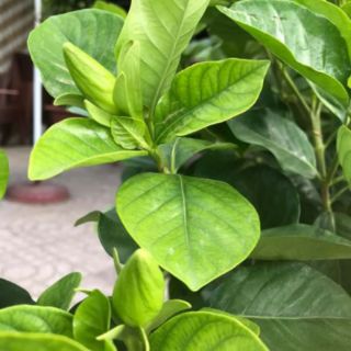 Cây 🌲 Bạch Thiên Hương ...hoa thơm