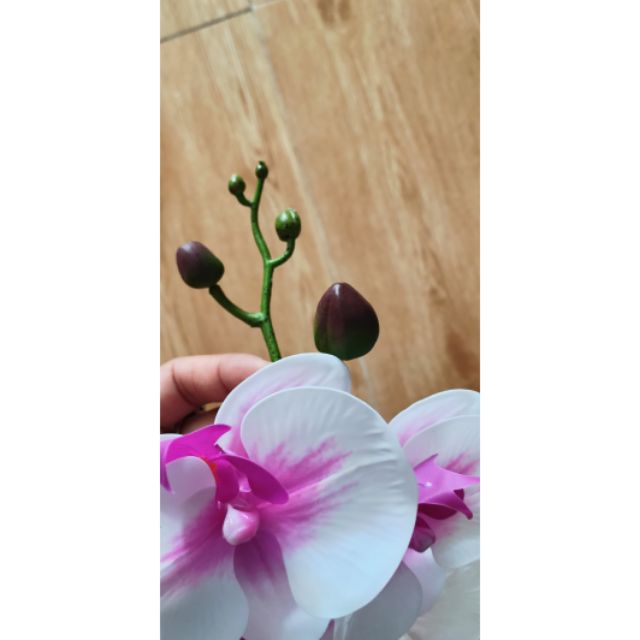 lan cao su 5 bông 35k 1 cành