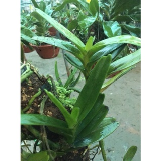 Nhạn rừng tháng tư