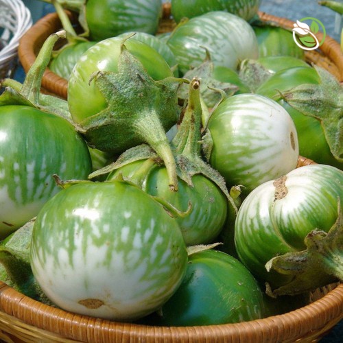 Hạt Giống Cà Dĩa Cao Sản PN-121 Phú Nông - Gói 0.5g