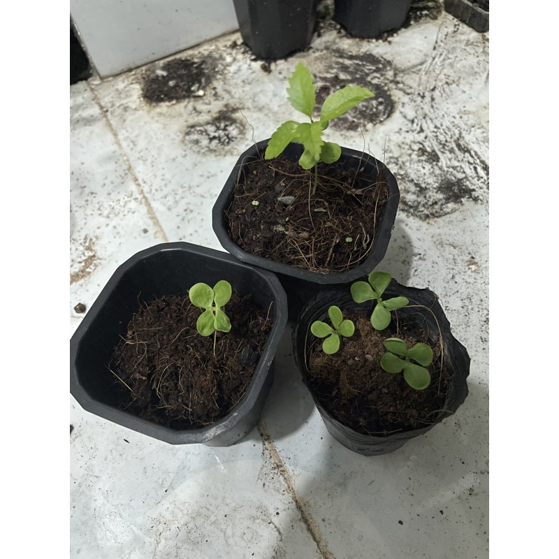 Hạt giống hoa chuông vàng tự thu