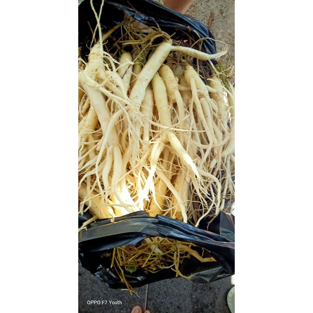 Sâm dây Ngọc Linh - Hàng 15 củ | 1kg