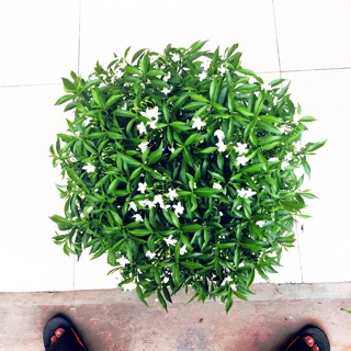 Cây mai vạn phúc