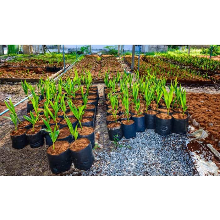 Mụn dừa đã xử lý TH Garden - Mụn xơ dừa nén cao cấp chuyên dụng thay thế đất trồng cây