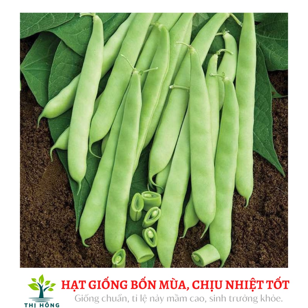 Hạt giống đậu trạch lai 50g