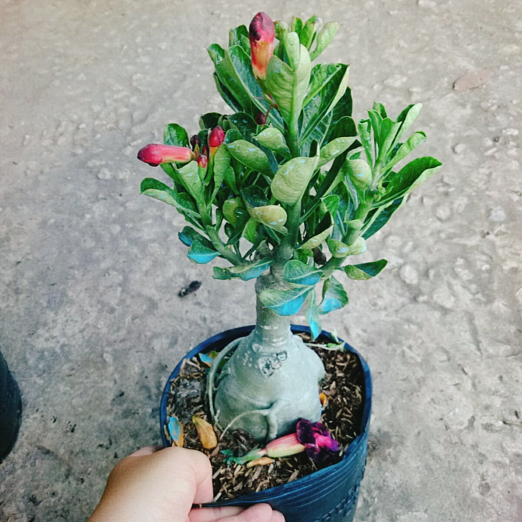 Cây Sứ Thái Kép Hoa Tím - cây cảnh trong nhà - caykiengsadec