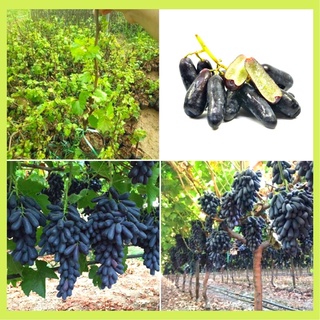 Cây giống nho ngón tay