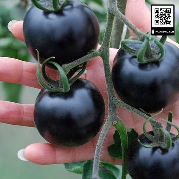 Hạt giống cà chua đen cherry - Gói 0.1g