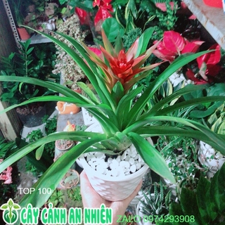 Chậu Cây Phong Lộc Hoa