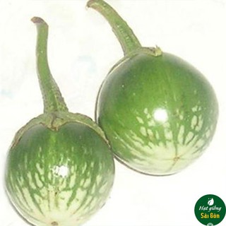 Hạt Giống Cà Trứng