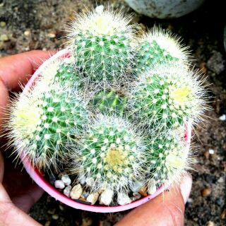 Xương rồng 🌵 kim hồng vàng bụi rễ chính chủ( hàng việt nam chất lượng cao)