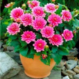 Hạt giống hoa thược dược kép