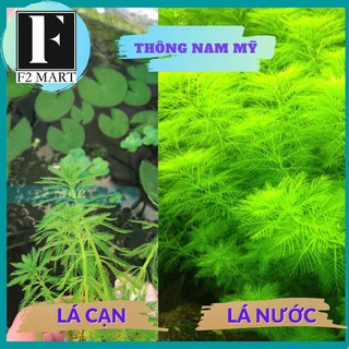 Bình Quả Thảo-Cây Thủy Sinh Cắt Cắm [LÁ CẠN]