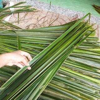 Lá dừa tươi 0.5kg khoảng 30 lá |Cocodecor