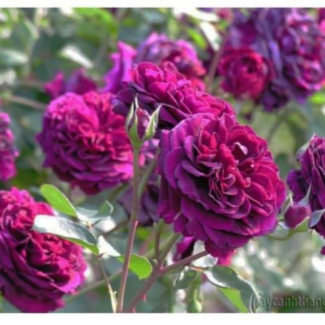 Hạt giống hoa Hồng leo Pháp Nhiều màu TẶNG 1 phân bón 20H - HẠT GIỐNG HOA HỒNG LEO PHÁP  KHUYẾN MẠI TẾT