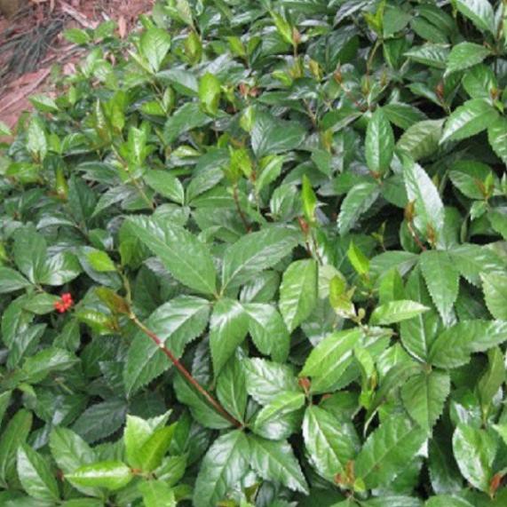 Combo 2 cây giống sói rừng chuẩn