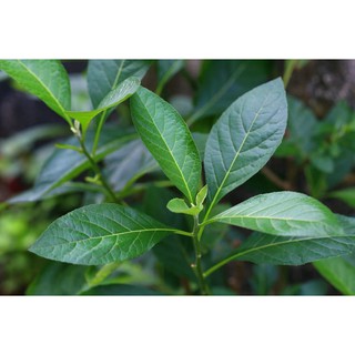 Lá cây mật gấu - cây lá đắng tươi