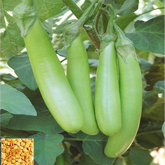 HẠT GIỐNG CÀ XANH MỠ DÀI - GÓI 1 GRAM