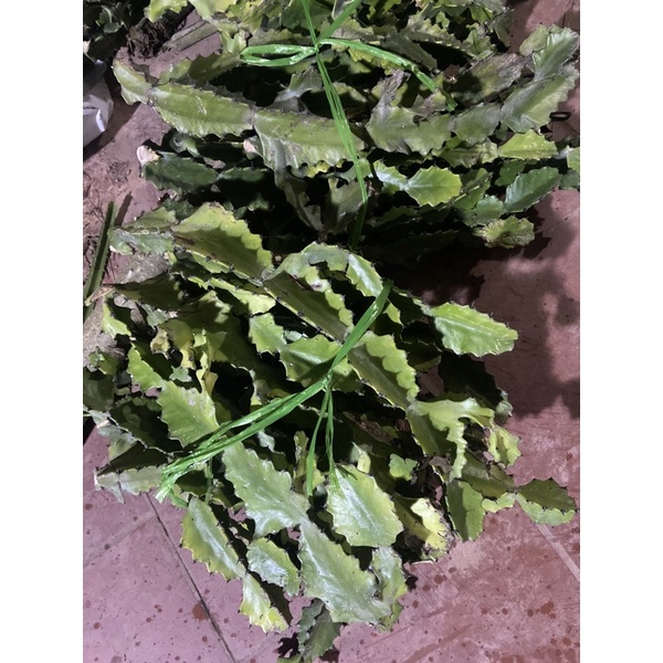 Xương rồng ba cạnh  để đắp và trồng