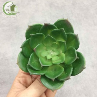 [ Loại lớn ] Hoa sen đá giả - cây sen đá hoa hồng bằng nhựa dẻo