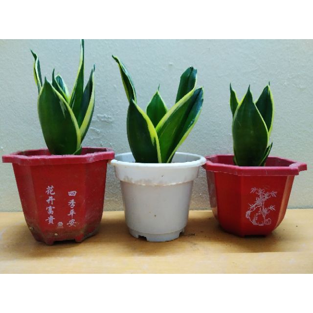 Cây Lưỡi Hổ Thái Mini