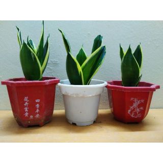 Cây Lưỡi Hổ Thái Mini