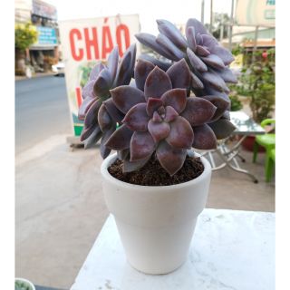 Dĩa hồng cổ thụ