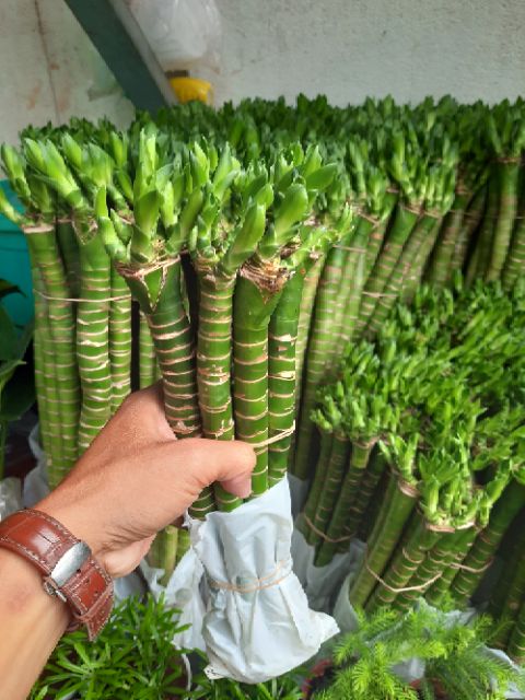 Phát Tài Thủy Sinh khúc 30 đến 40