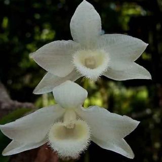 Hoa lan Trầm trắng giống hoa thơm