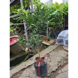 Cây tắc ngọt