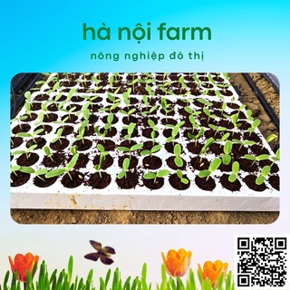 Khay ươm hạt 84 lỗ bằng xốp