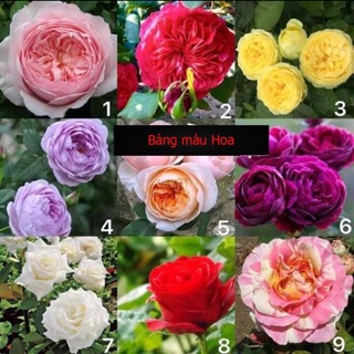 Hạt giống hoa hồng leo pháp
