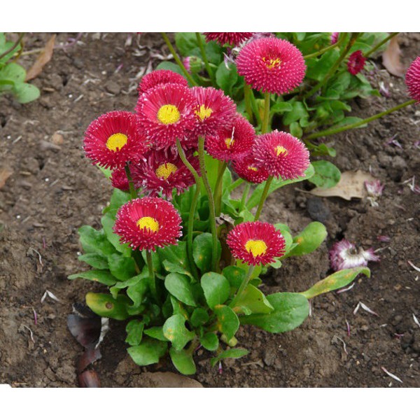 Gói 50 hạt giống hoa cúc anh nhiều màu ĐẾN MÙA TRỒNG TẾT