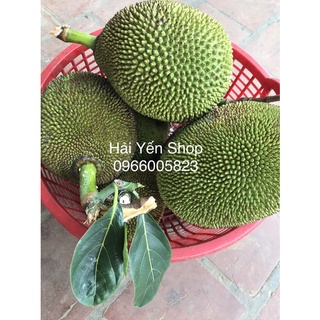1 quả mít quê 2,8~4,5kg