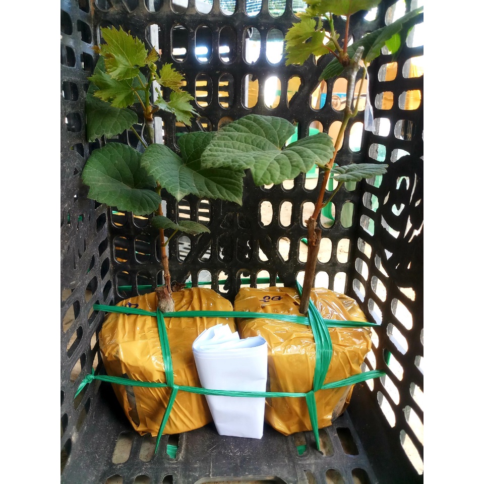 Cây nho giống Đỏ Ninh Thuận leo giàn trồng chậu thùng xốp NG01