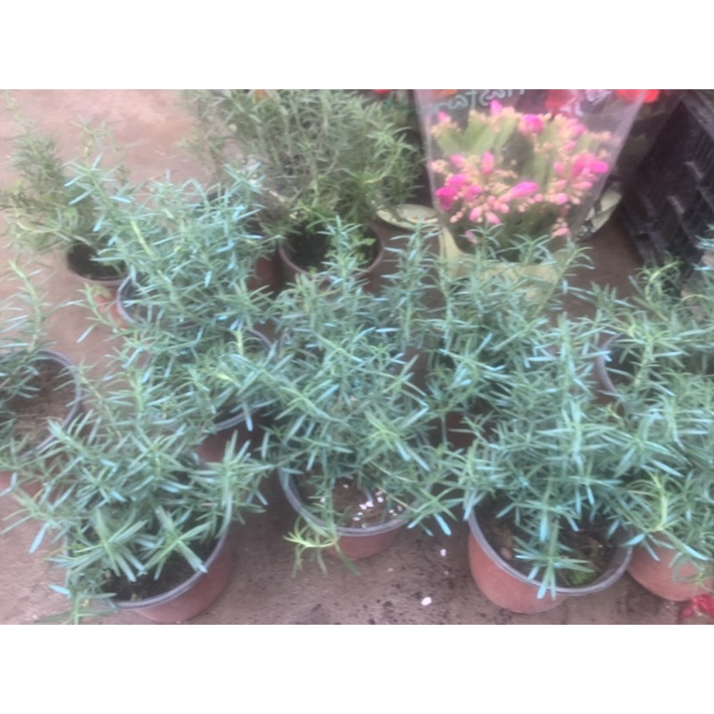 Hương thảo - rosemary - gia vị với hương thơm dịu nhẹ, vừa đuổi muỗi lại giúp thư giãn