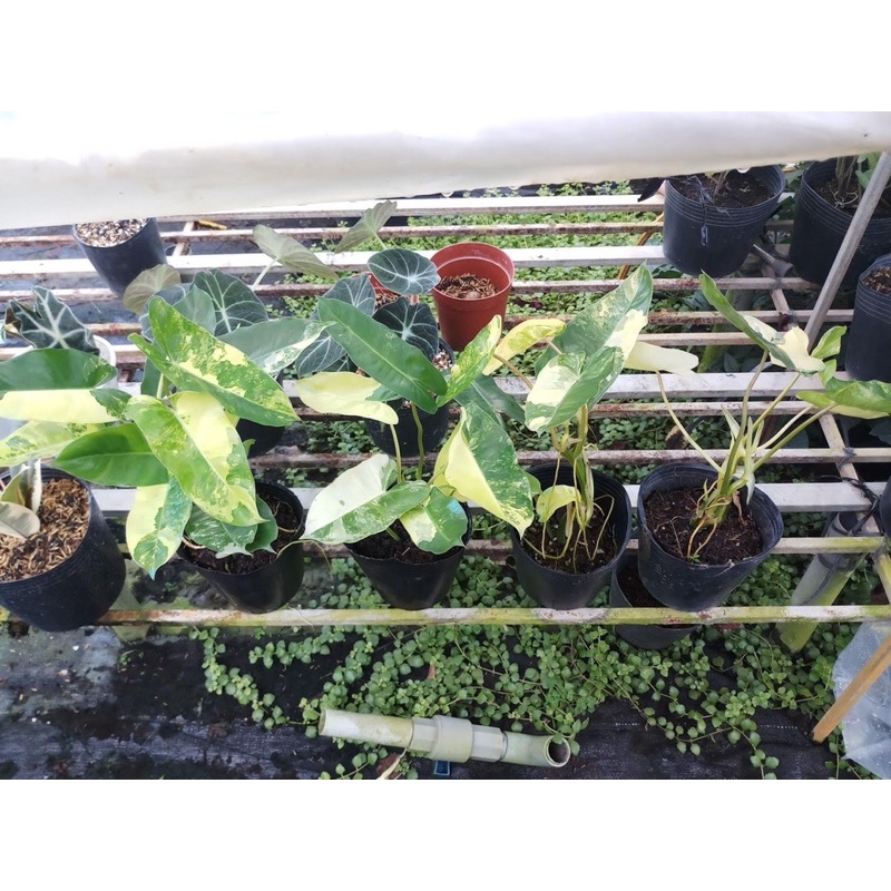 Cây trầu bà Philodendron Burle Marx Variegated