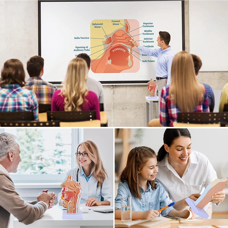 Mô Hình Giải Phẫu Giải Phẫu Cơ Thể Người Dùng Dạy Học