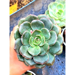 Chậu size trung sen đá.