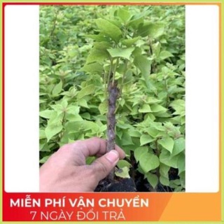 Cây giống hoa giấy 6 màu đơn được chọn màu